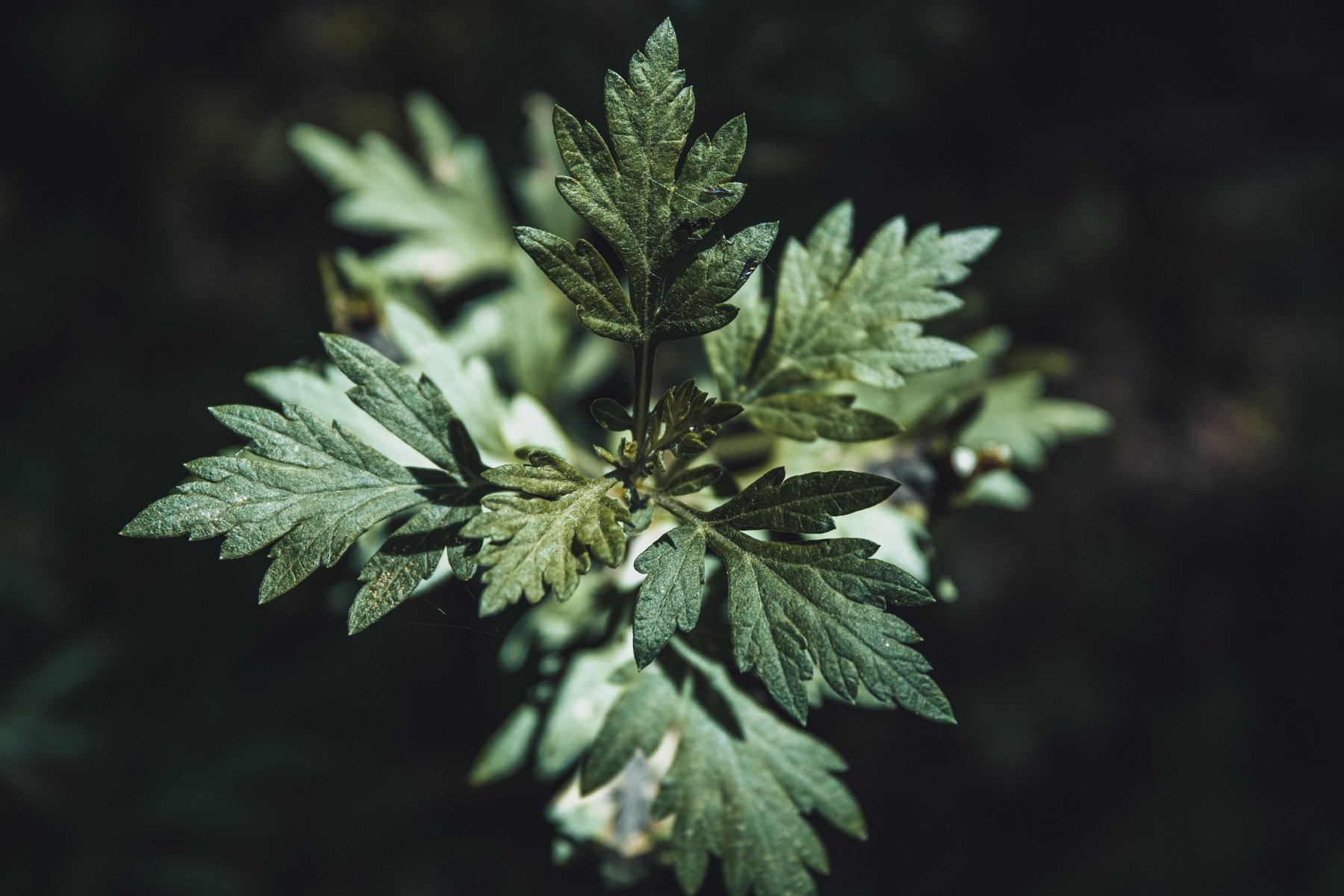 Plant in Close Up Photography